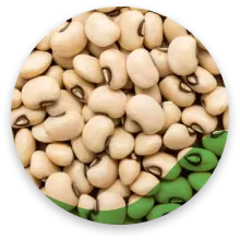 لوبیا چشم‌بلبلی