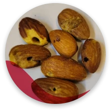 بادام حشره خورده