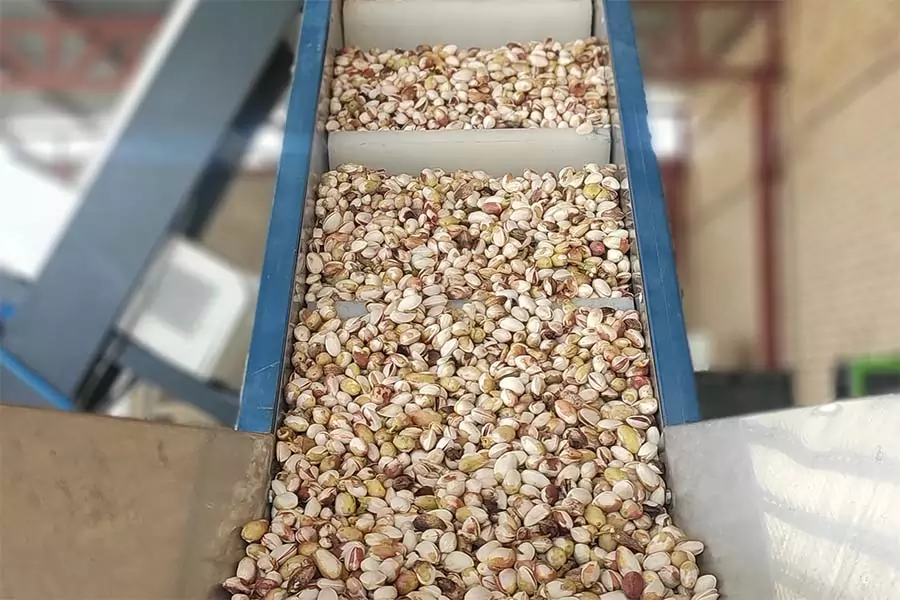 سورتینگ پسته و دلایل سورت پسته