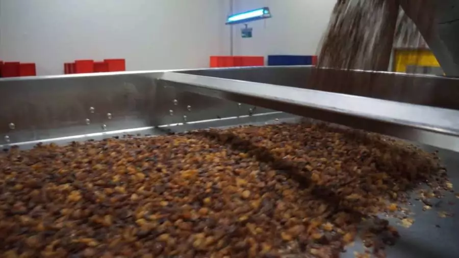 دستگاه هوشمند سورتینگ کشمش